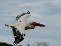 Albatros, Pélicans et alliés